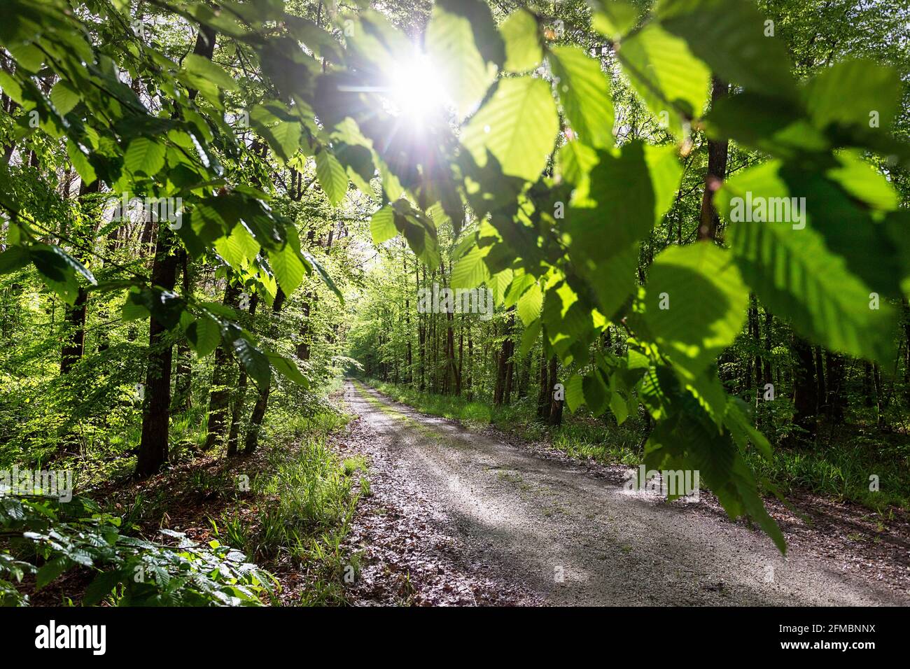 forest road, con la luce del sole del mattino che passa attraverso i frondosi, bellissimo sfondo natura Foto Stock