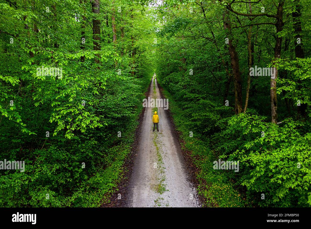 Ragazzo in piedi su strada forestale attraverso fitti boschi nella foresta di Krakovo, Slovenia Foto Stock