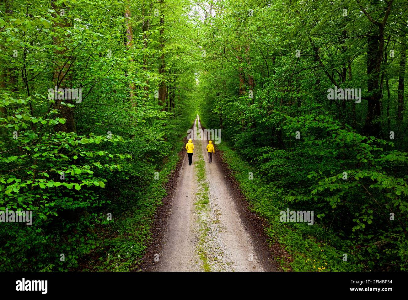 Madre e figlio camminano in strada forestale attraverso fitti boschi nella foresta di Krakovo, Slovenia Foto Stock