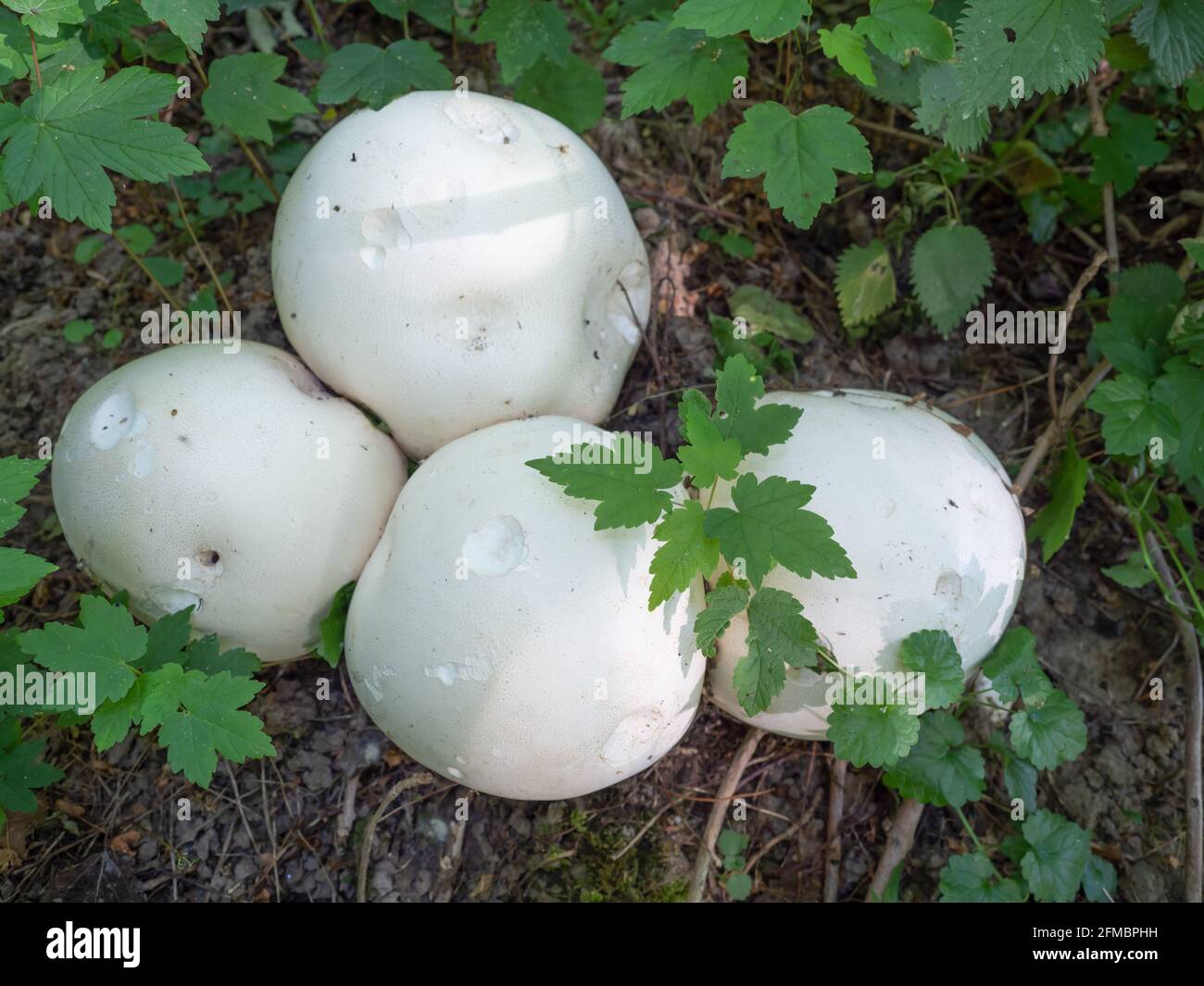 Bovista gigante sul pavimento della foresta circondato da piante, Nord Reno-Westfalia, Germania Foto Stock