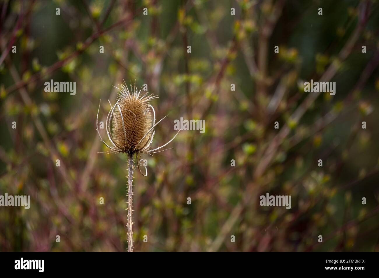 Fiore di singolo teasel selvatico (Dipsacus fullonum) di fronte a sfondo sfocato. Fuoco selettivo con spazio di copia Foto Stock
