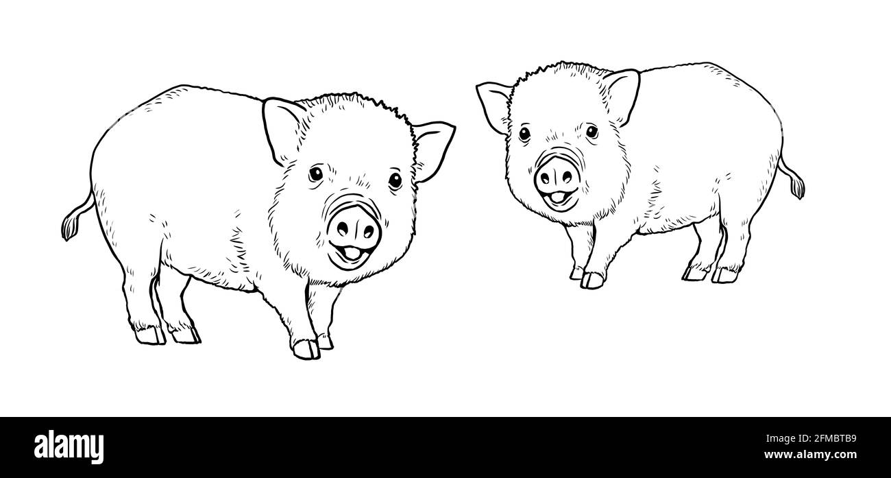 Due simpatici maialini sulla fattoria. Pagina da colorare con gli animali. Illustrazione digitale. Foto Stock