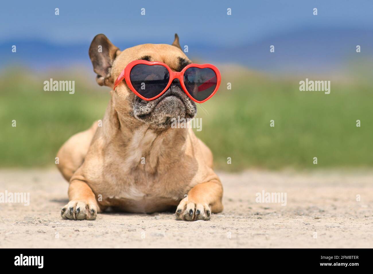 Il cane Bulldog francese indossa occhiali da sole a forma di cuore rosso in estate Foto Stock