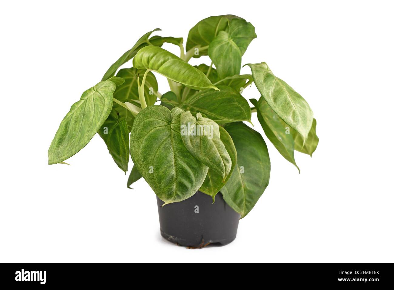 Lussureggiante pianta tropicale 'Syngonium Macrophyllum cuore satinato' in vaso di fiori isolato su sfondo bianco Foto Stock
