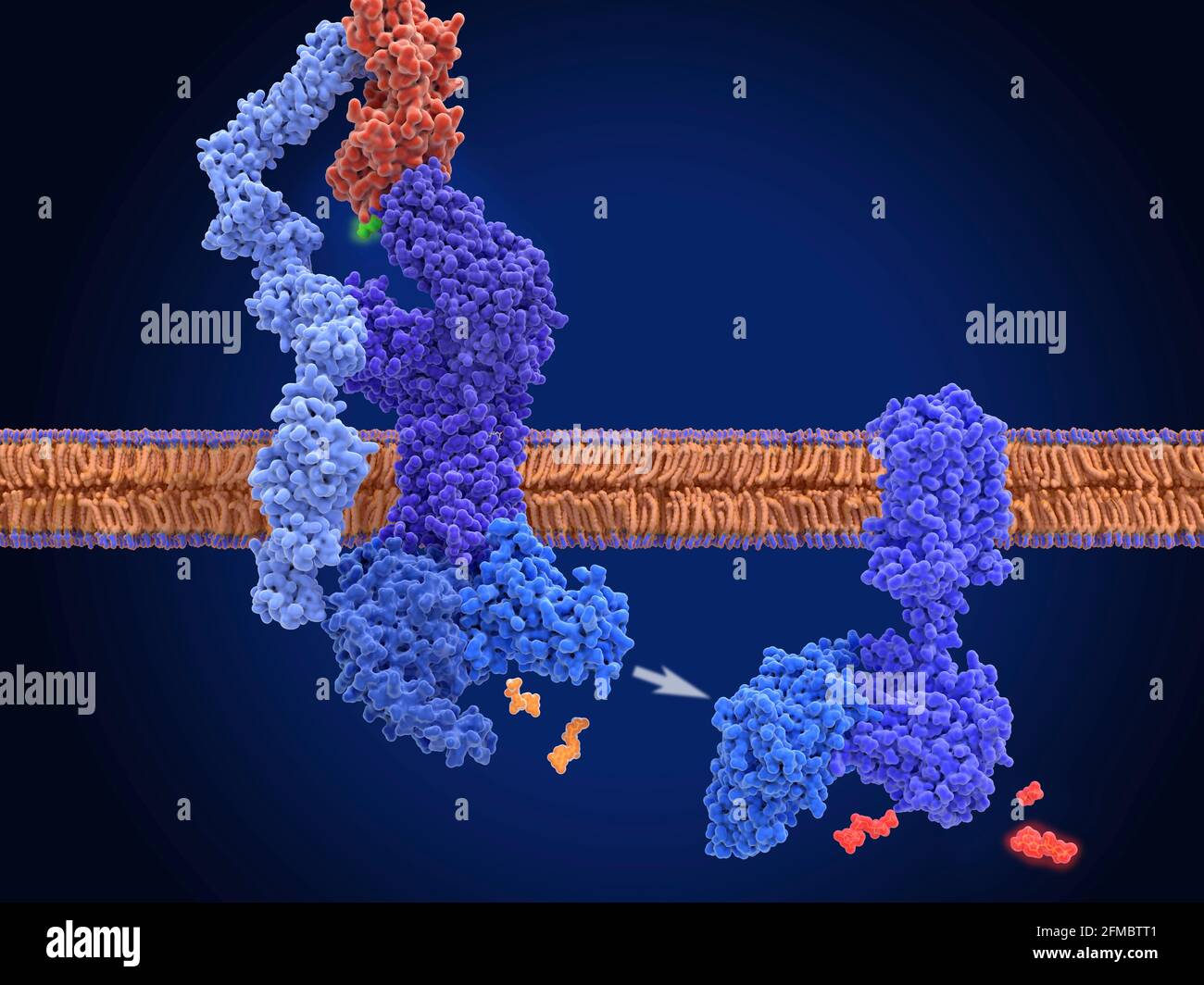 Attivazione del recettore delle cellule T, modello molecolare Foto Stock