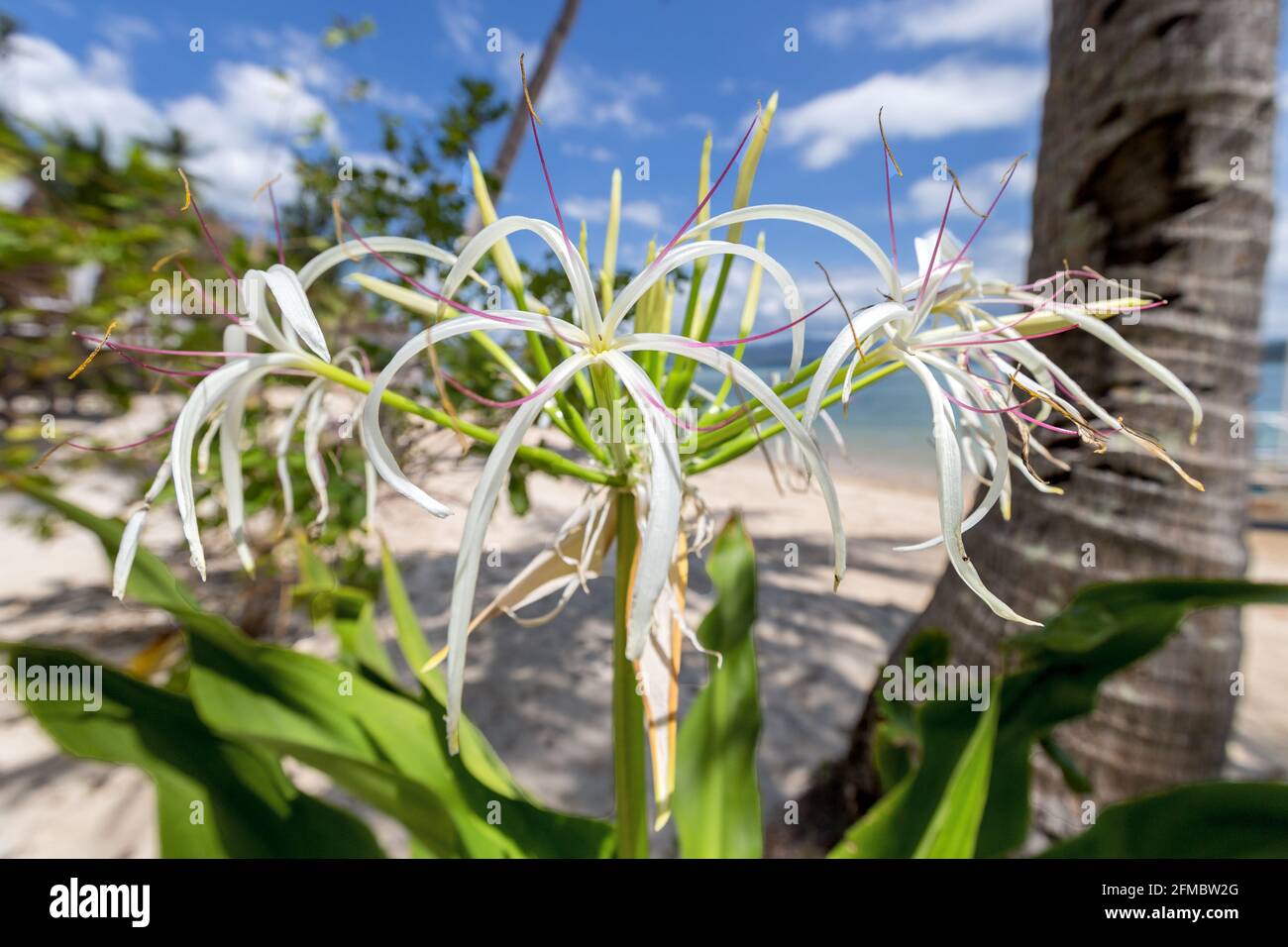 Bulbo di veleno, crinum asiaticum, aka giglio di crino gigante, giglio di crino grande, giglio di ragno, Isola di Dibuluan, El Nido, Palawan, Baia di Binuit, Filippine Foto Stock