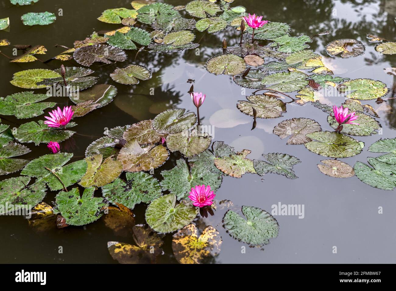 Stagno, primo cortile, con lillie d'acqua, Tempio confuciano, Văn Miếu, Aka Tempio della Letteratura, Hanoi, Vietnam Foto Stock