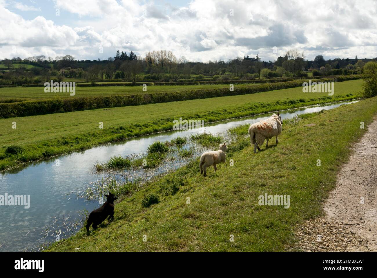 Il fiume Sprare vicino a Barford St. John, Oxfordshire, Regno Unito Foto Stock