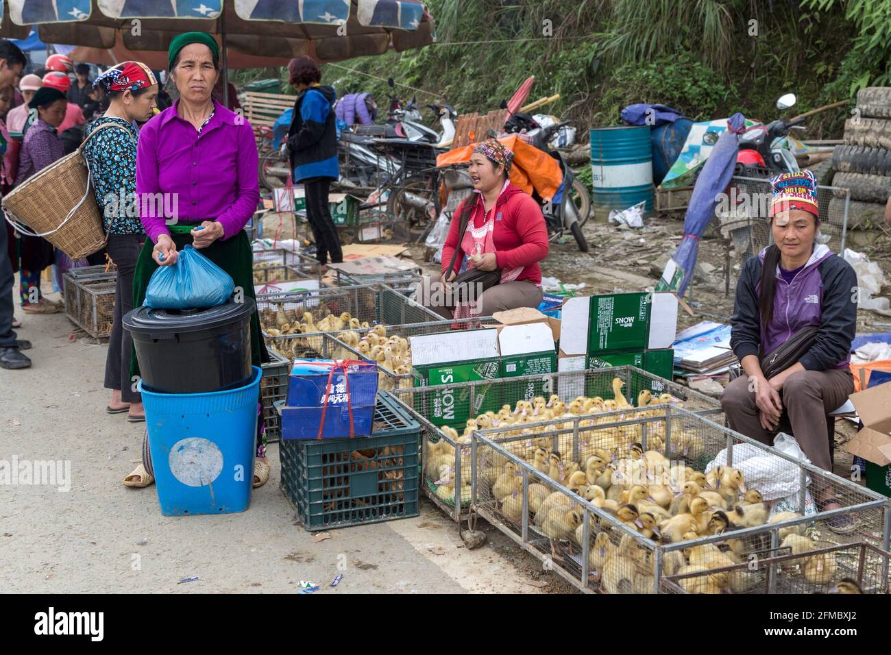 Dao (Zao) Ao dai, donna di minoranza etnica che vende anatroccoli, mercato di minoranza etnica Quyet Tien, provincia di ha Giang, Vietnam del Nord Foto Stock