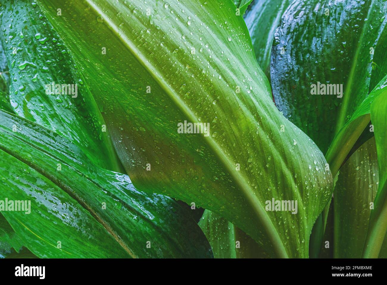 Natura sfondo foglia verde Foto Stock