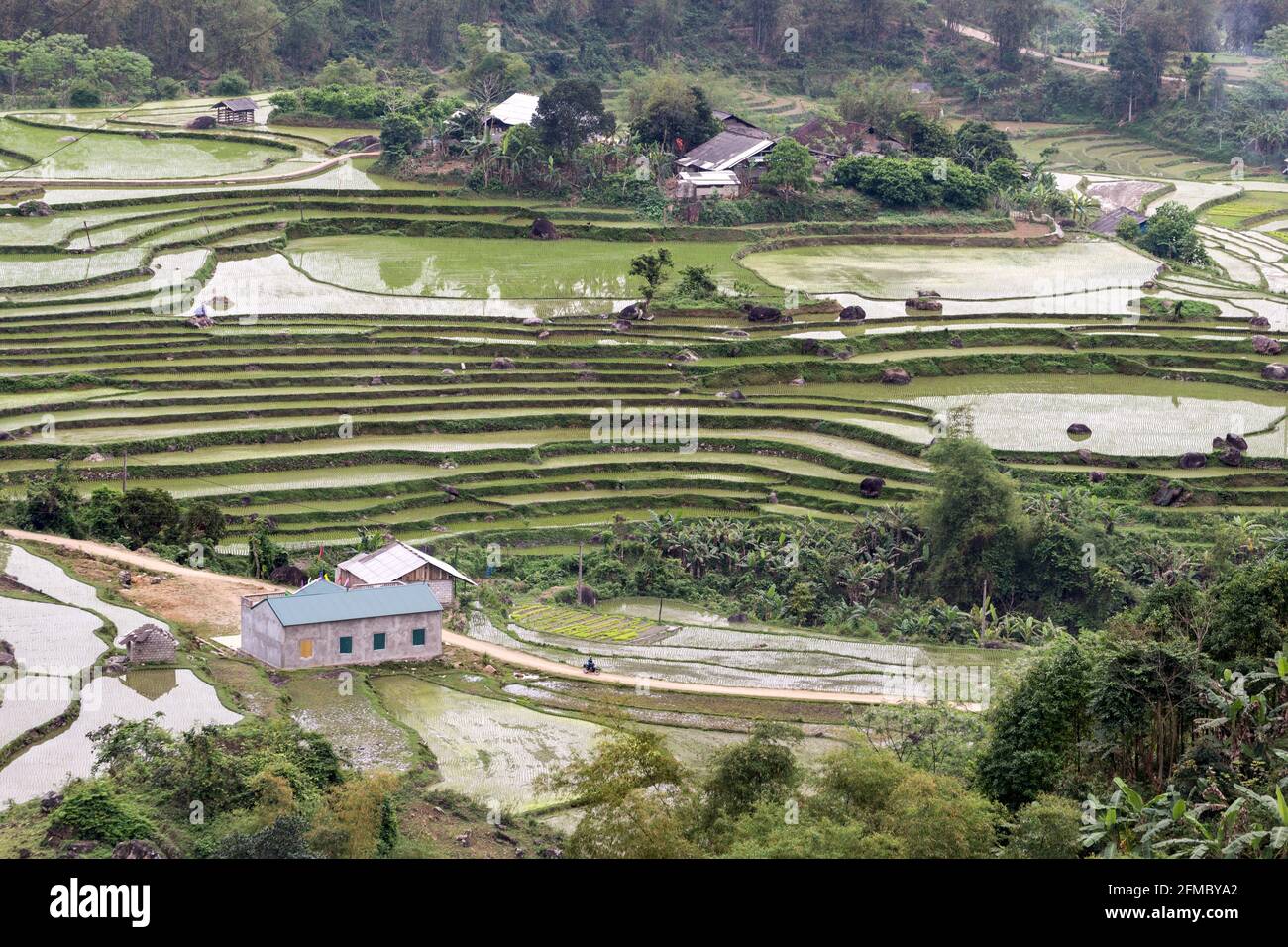 Campi di riso terrazzati, vicino al villaggio di Na Hai, contea di babe, regione di Tinh Bac Kan, Vietnam del nord Foto Stock