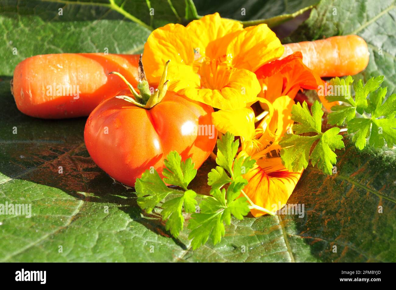 Tomate, Möhre und Petersilie mit Brunnenkresseblüten im Sonnenlicht Foto Stock