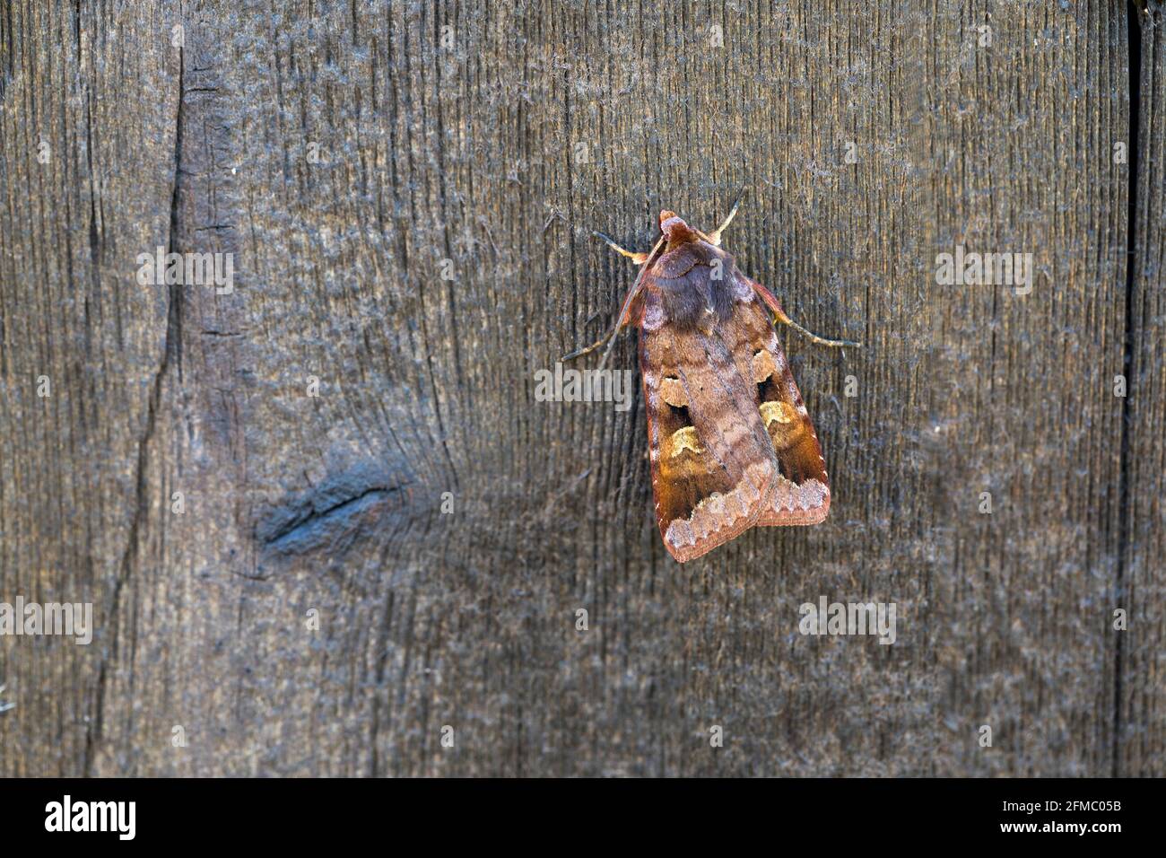 Purple Clay Moth; Diarsia brunnea; on Wood; UK Foto Stock