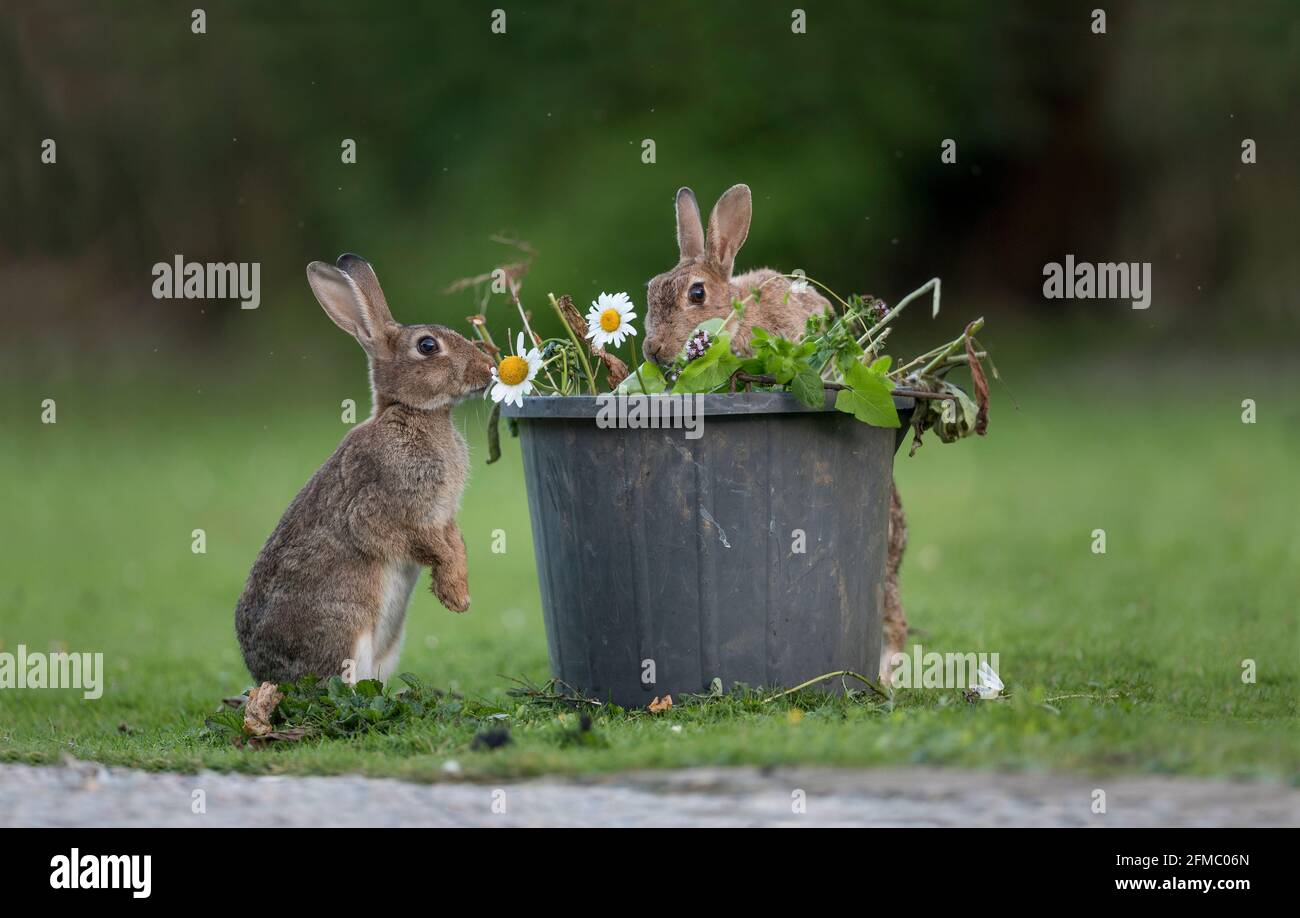 Coniglio; Oryctolagus cuniculus; mangiare da un secchio di rifiuti da giardino; UK Foto Stock