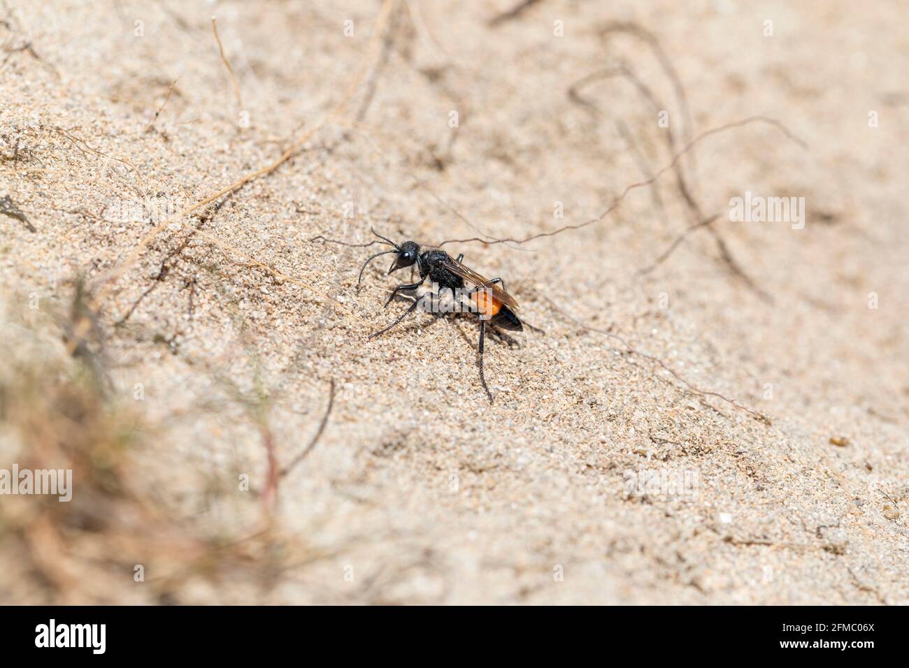 Red Banned Sand Digger Wasp; Ammophila sabulosa; Estate; UK Foto Stock
