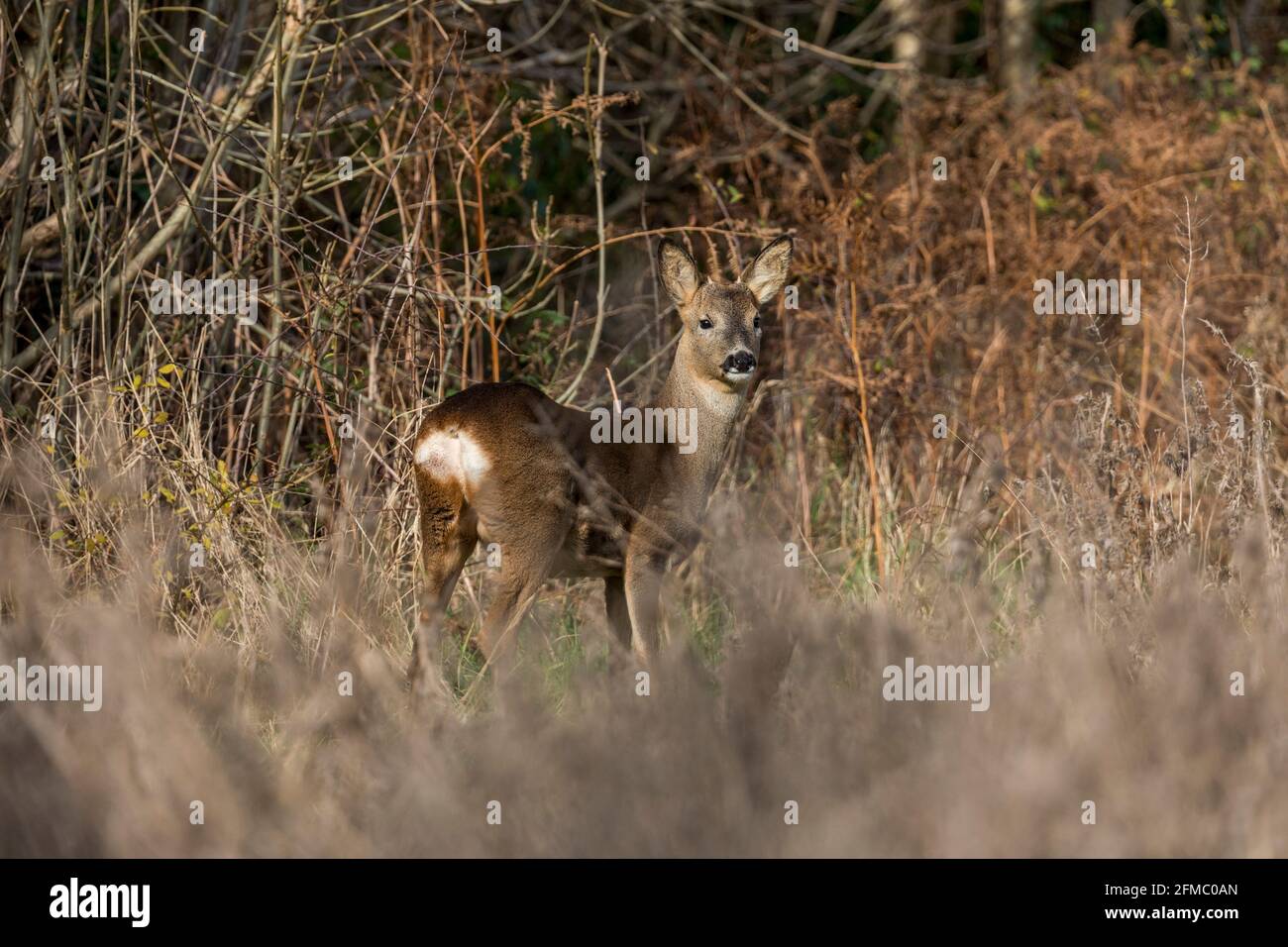 Roe Deer; Capreolus capreolus; Buck; primo anno; UK Foto Stock