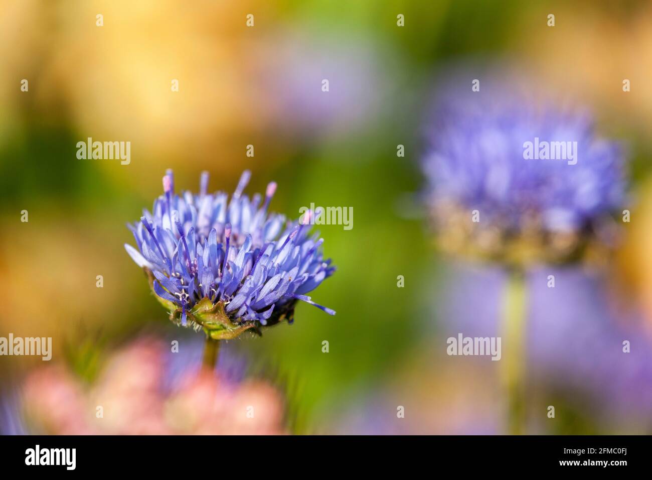 Sheepsbit Scabious; Jasione montana; Flower; UK Foto Stock