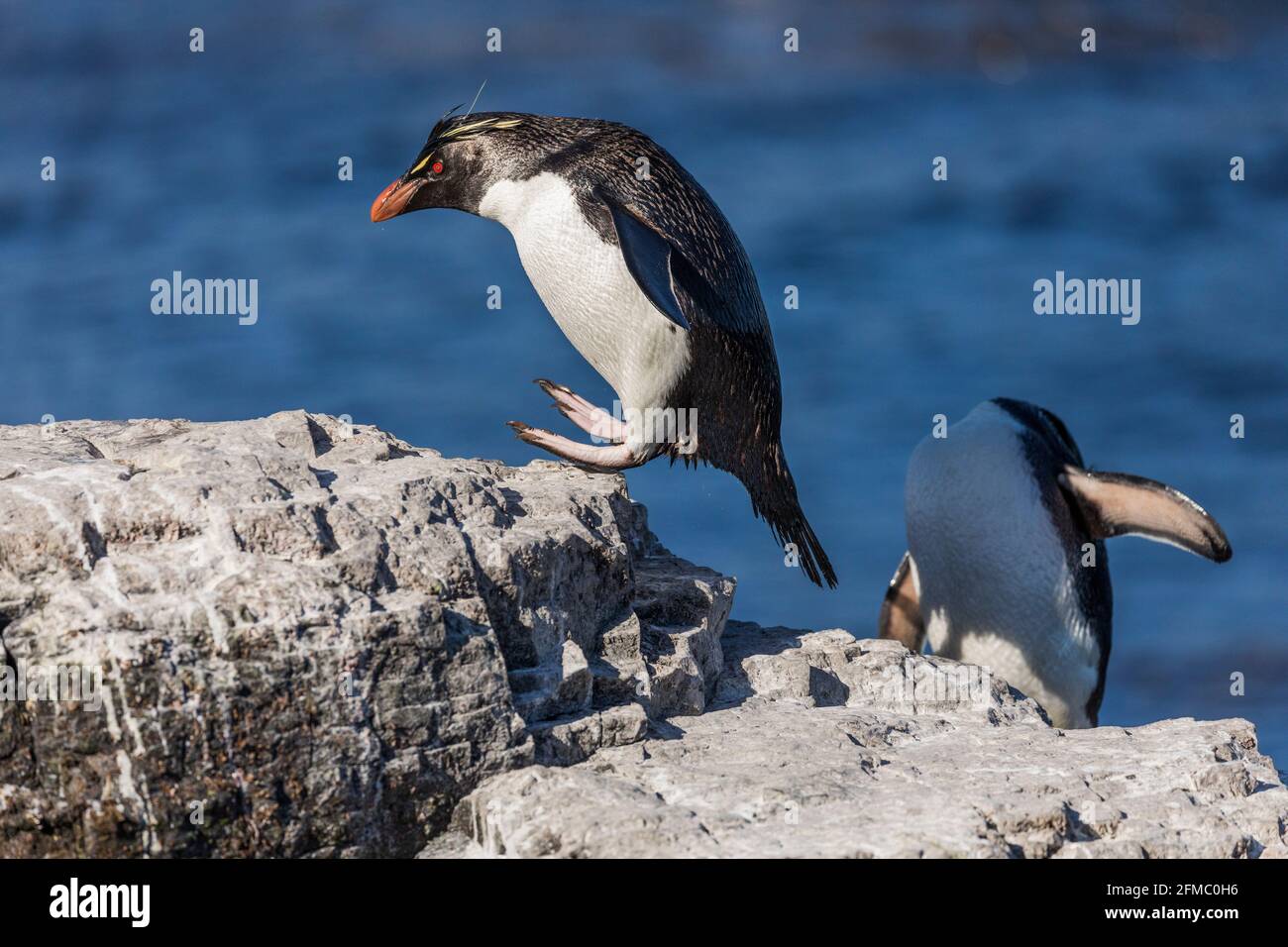 Pinguino delle Montagne Rocciose meridionali; crisocome di Eudyptes; Hopping; Falklands Foto Stock