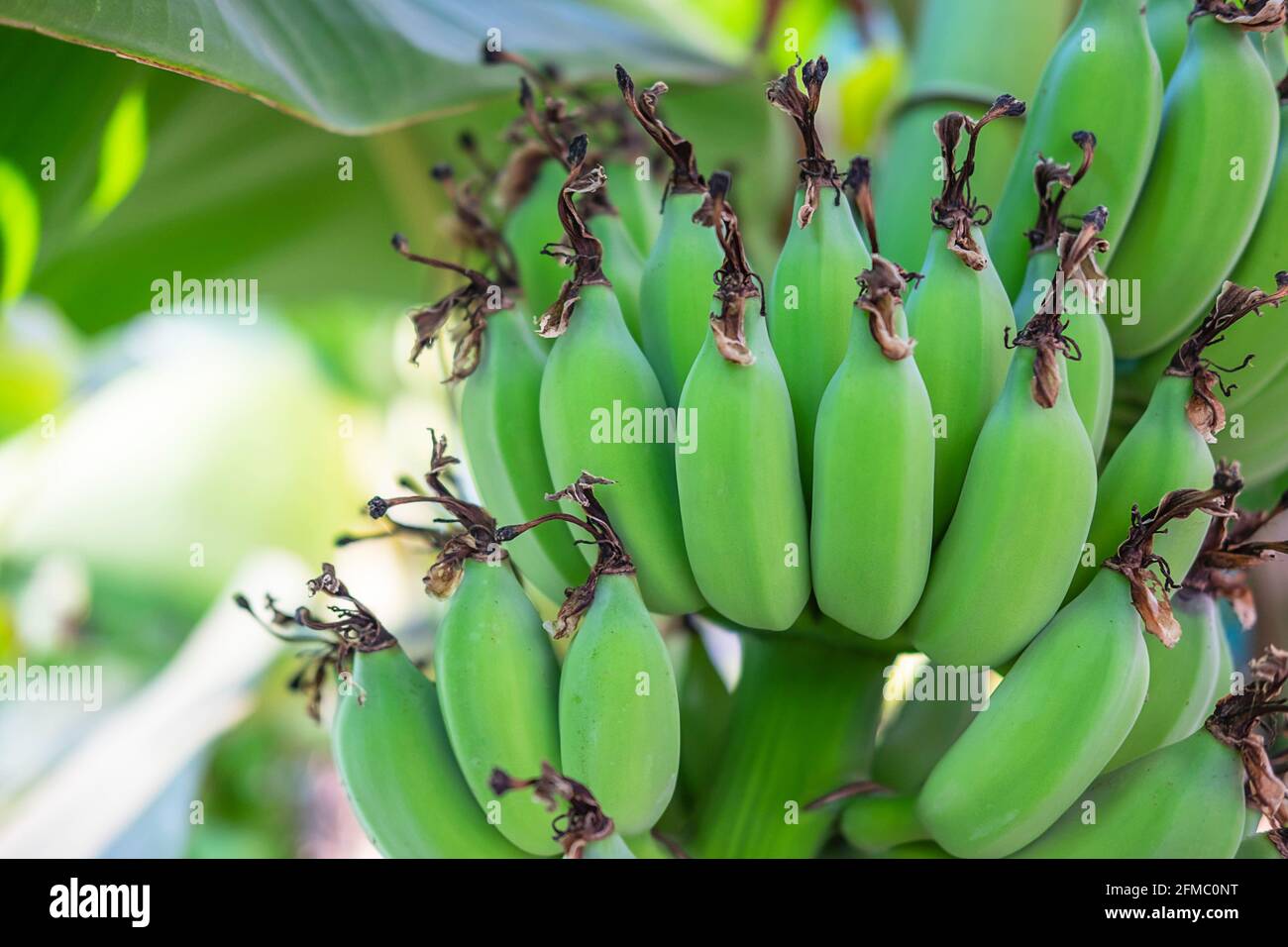 Banane verdi crude da alberi di banana Foto Stock