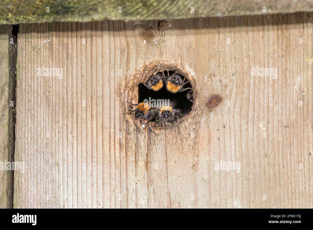 Tree Bumblebee; Bombus hypnorum; ingresso al Guarding Nest; Regno Unito Foto Stock