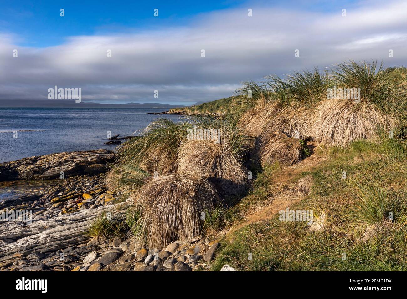Tussac Grass; Poa flabellata; isola della carcassa; Falklands Foto Stock
