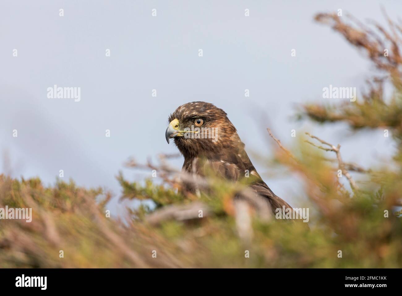 Falco variabile; poliosoma geranoaetus; Falklands Foto Stock