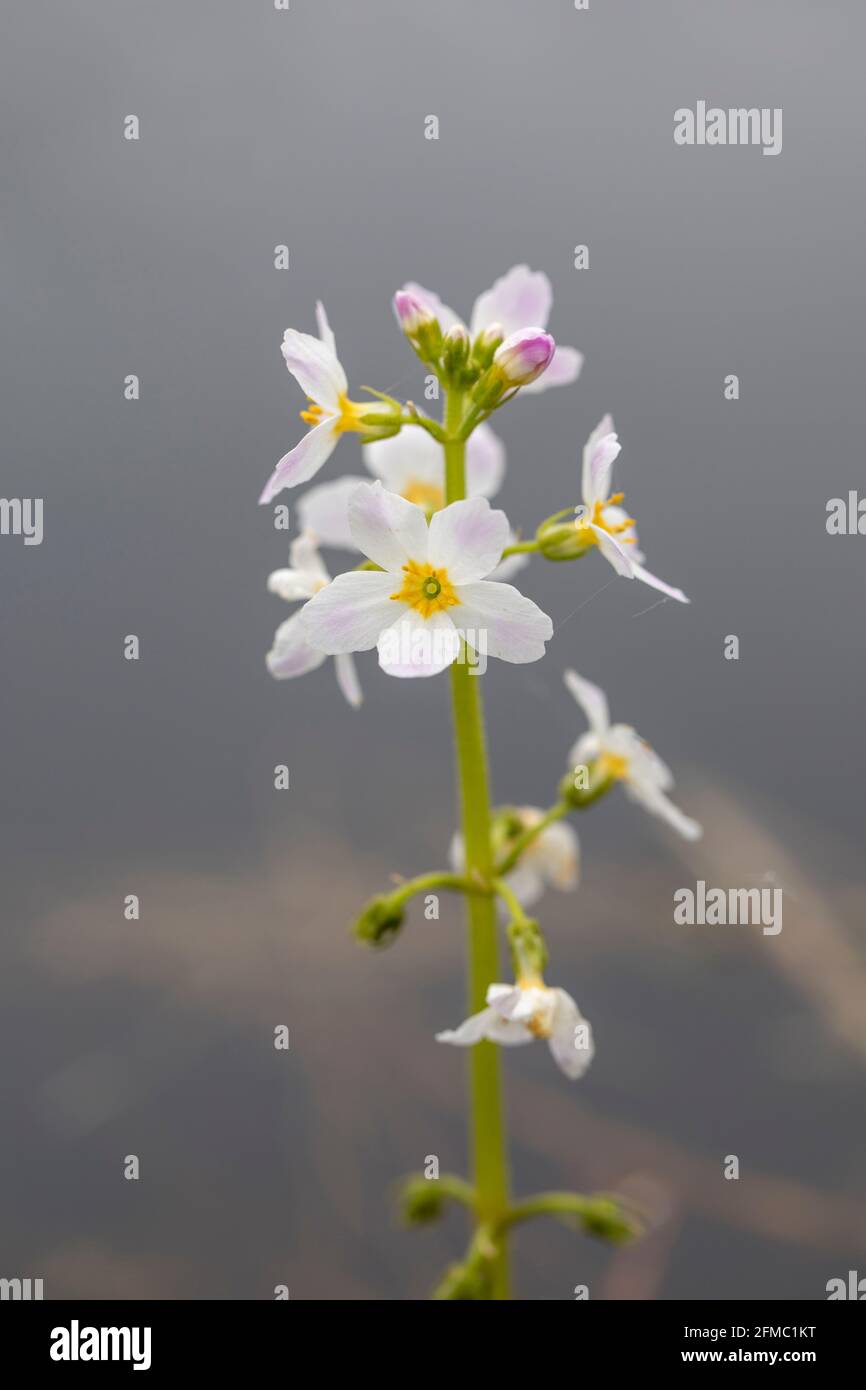 Water Violet; Hottonia palustris; fioritura; Regno Unito Foto Stock