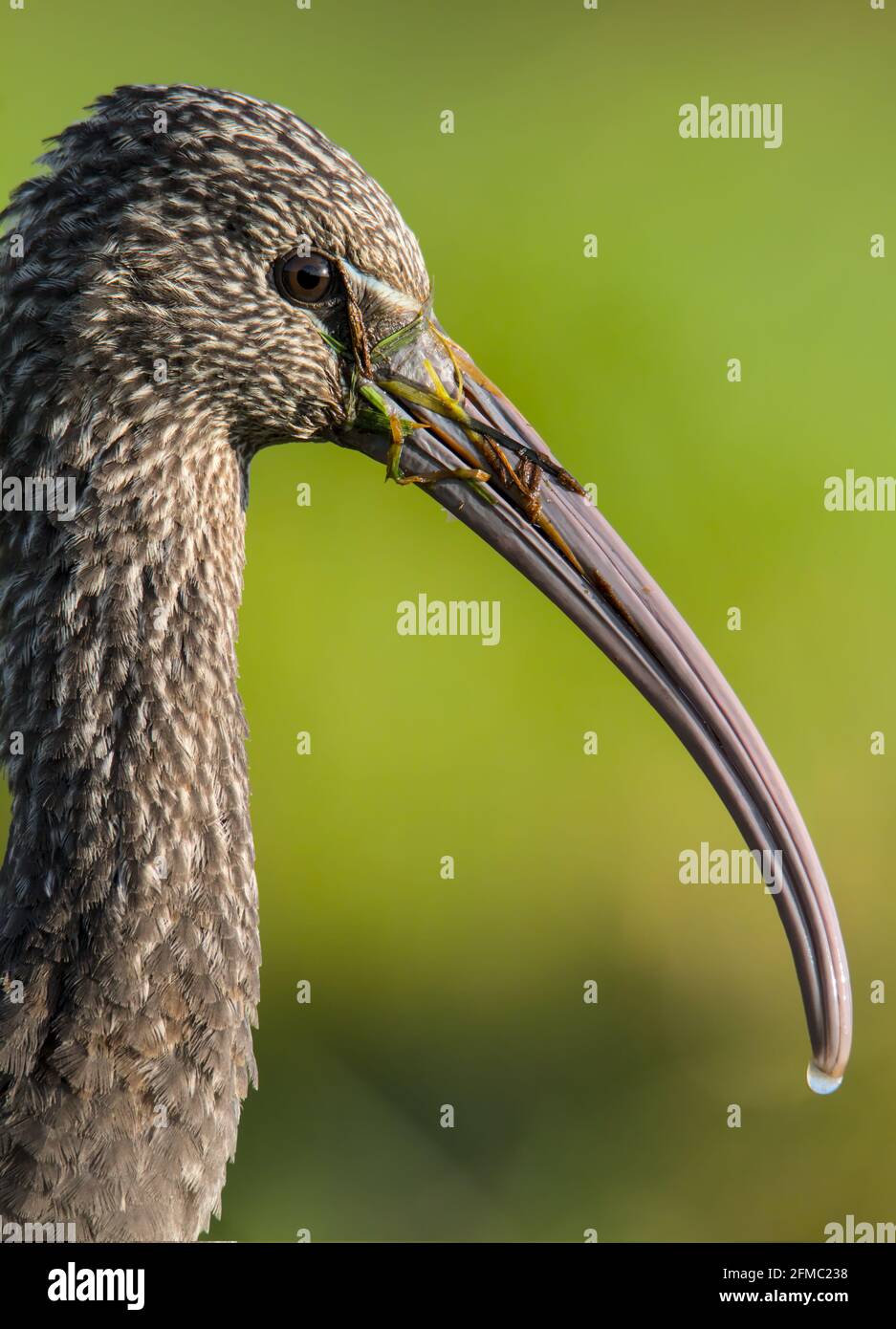 Primo piano della testa DI un Ibis lucido, Plegadis falcinellus, in profilo con erba sul suo becco curvo isolato contro UNO sfondo verde diffuso Foto Stock