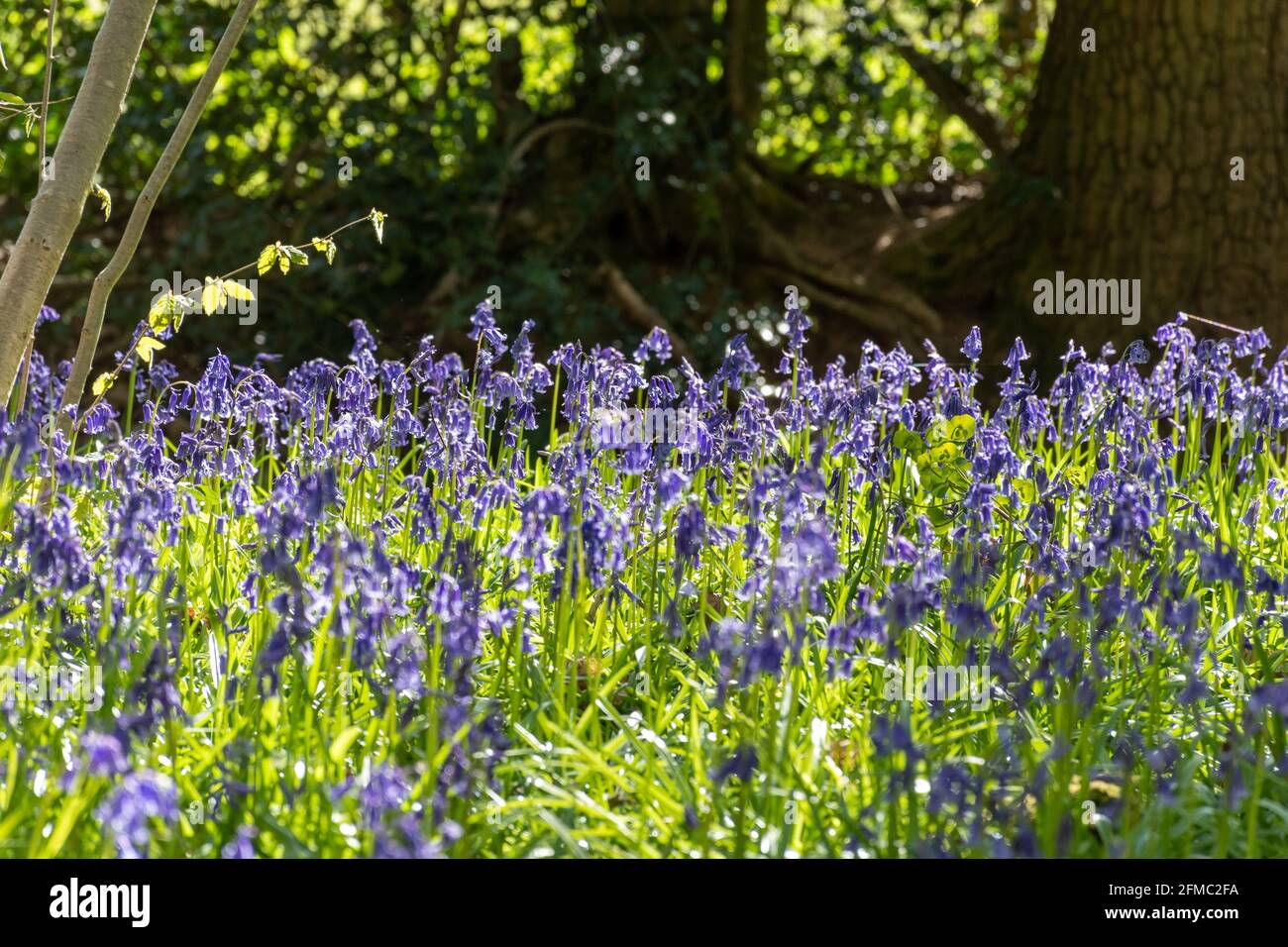 Bluebells inglesi (Hyacinthoides non-scripta) moquette bosco in Hampshire, Regno Unito, durante la primavera Foto Stock