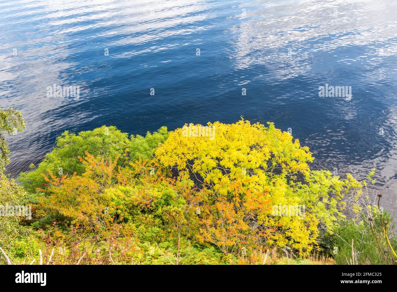 Riva del lago di Loch Ness in Scozia, con vegetazione. Foto Stock