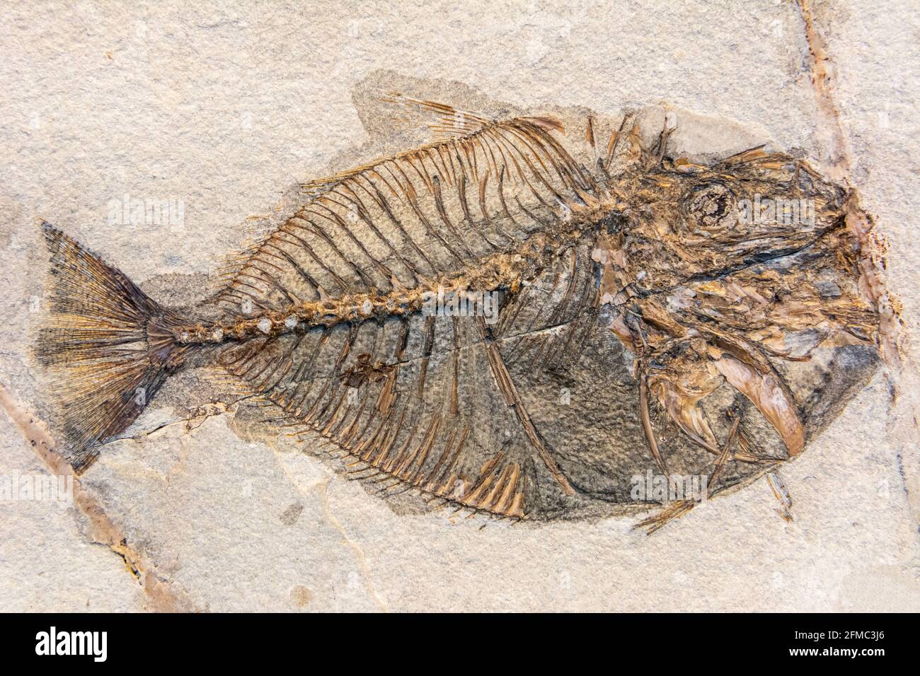 Fossile di Vomeropsis triurus, un genere estinto di pesci ossei preistorici che vivevano dall'inizio al centro dell'Eocene. Foto Stock