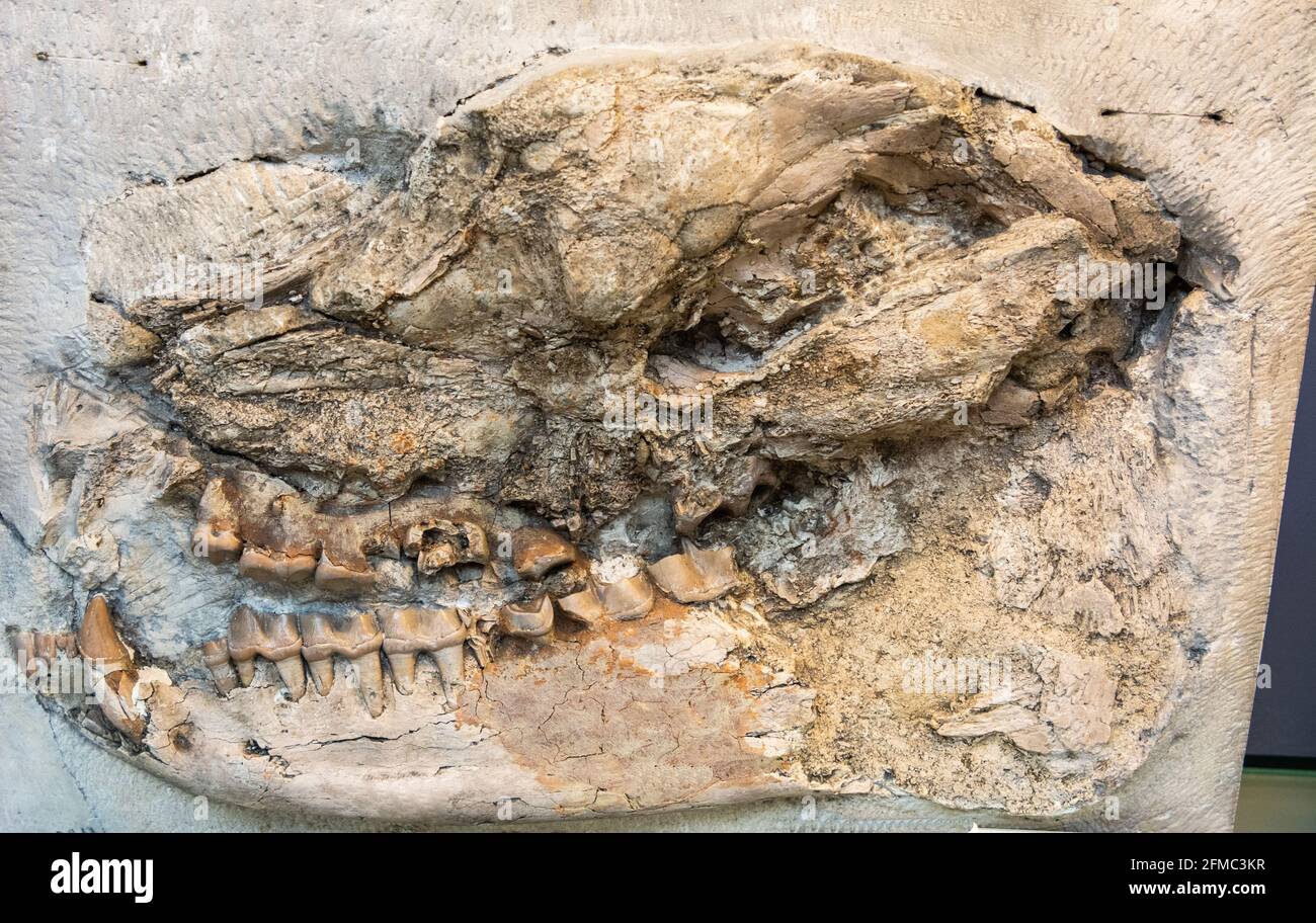 Cranio fossilizzato di Paleotherium Magnum, un genere estinto di ungulato perissodattile noto dal Mid Eocene al primo Oligocene d'Europa. Foto Stock