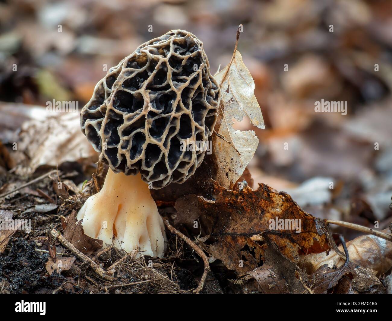Il Morello giallo (Morchella esculenta) è un fungo commestibile , una foto intrestante Foto Stock