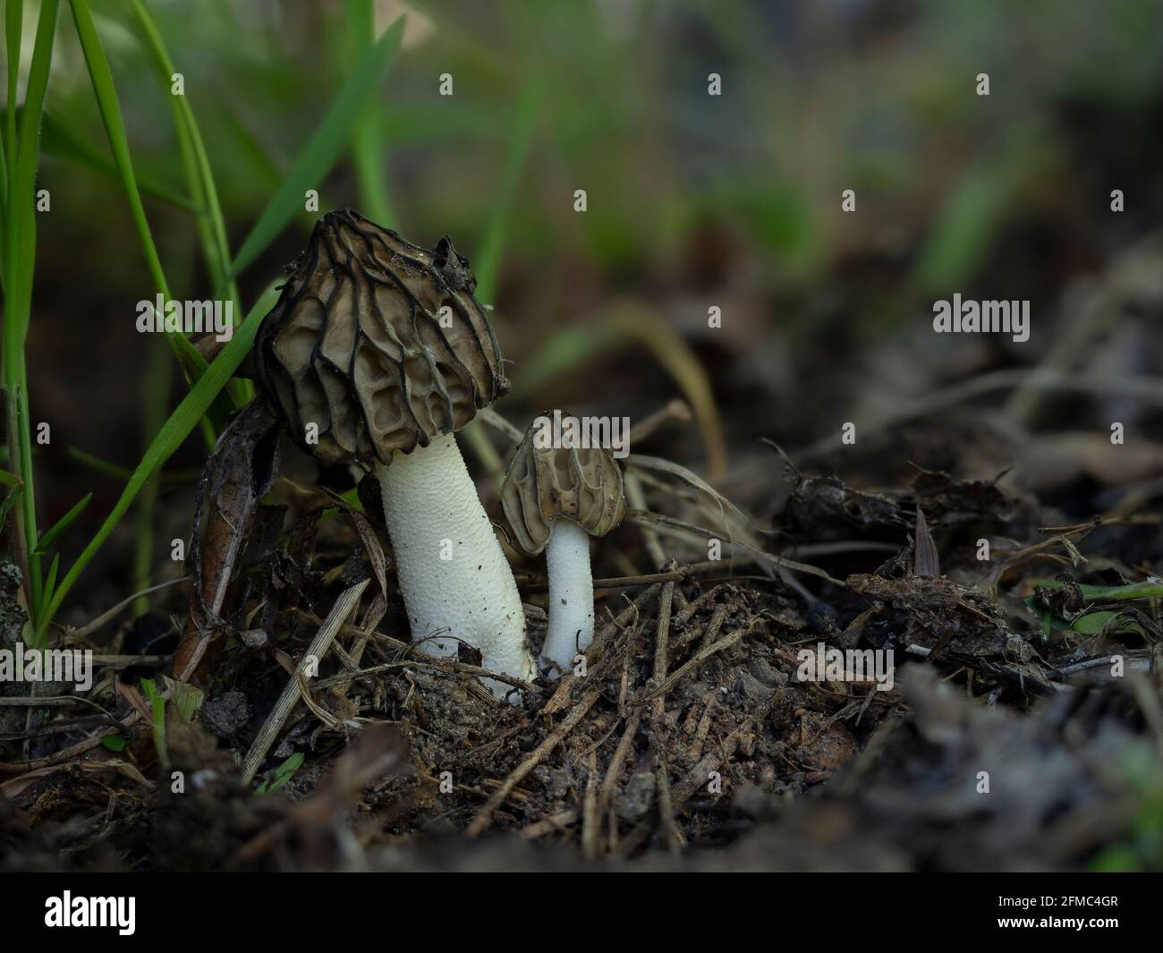 La Morchella semilibera, comunemente chiamata morello mezzo-libero, è una specie commestibile di fungo della famiglia delle Morchellaceae originaria dell'Europa e dell'Asia. , an Foto Stock