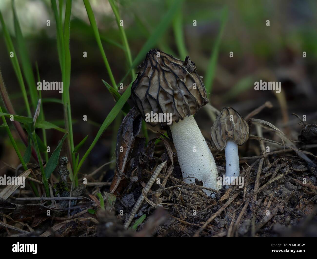 La Morchella semilibera, comunemente chiamata morello mezzo-libero, è una specie commestibile di fungo della famiglia delle Morchellaceae originaria dell'Europa e dell'Asia. , an Foto Stock