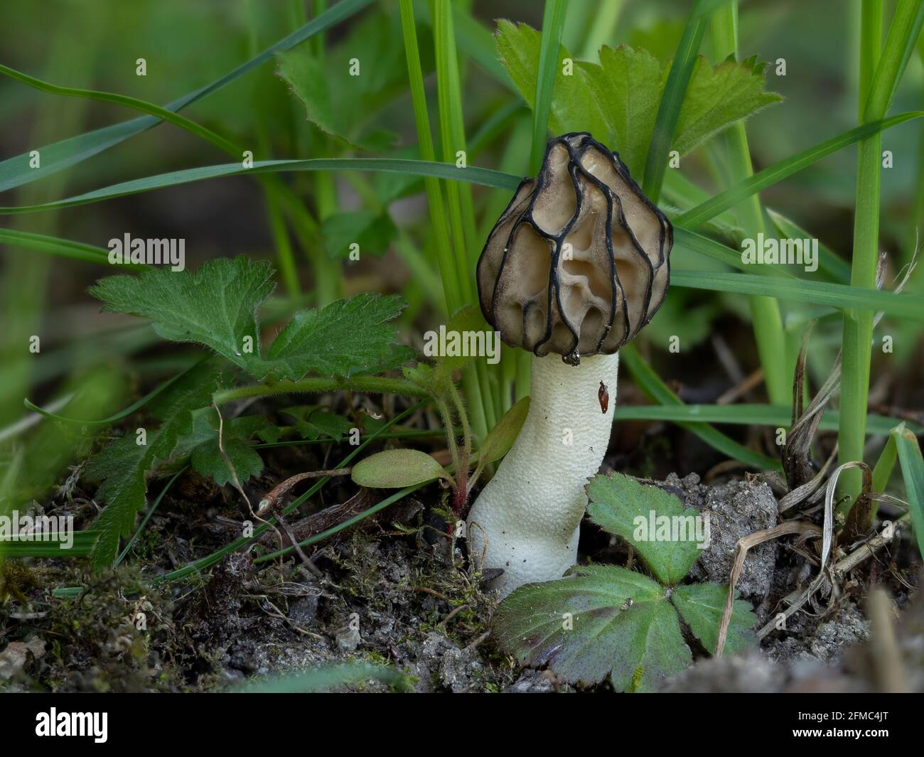 La Morchella semilibera, comunemente chiamata morello mezzo-libero, è una specie commestibile di fungo della famiglia delle Morchellaceae originaria dell'Europa e dell'Asia. , an Foto Stock