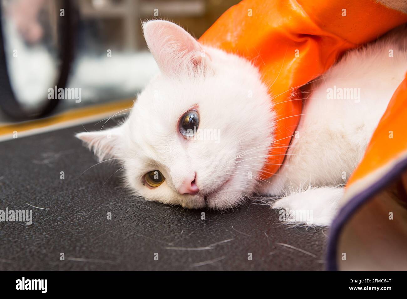 Cura del gatto nel salone per la cura degli animali. Donna usa il rifinitore per rifinire la pelliccia Foto Stock