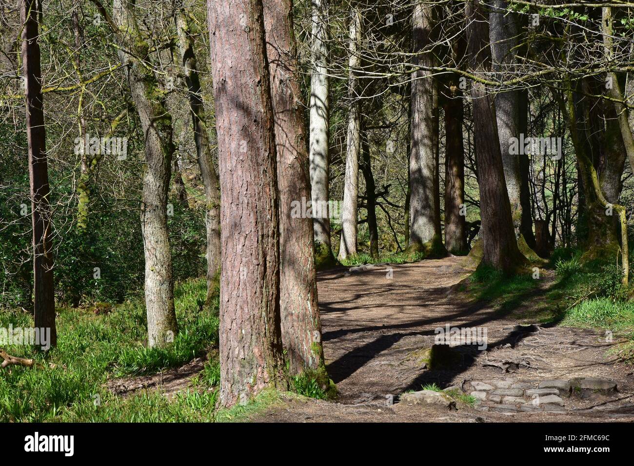 Woodland Walk, Hardcastle Crags, Hebden Bridge, West Yorkshire in primavera Foto Stock