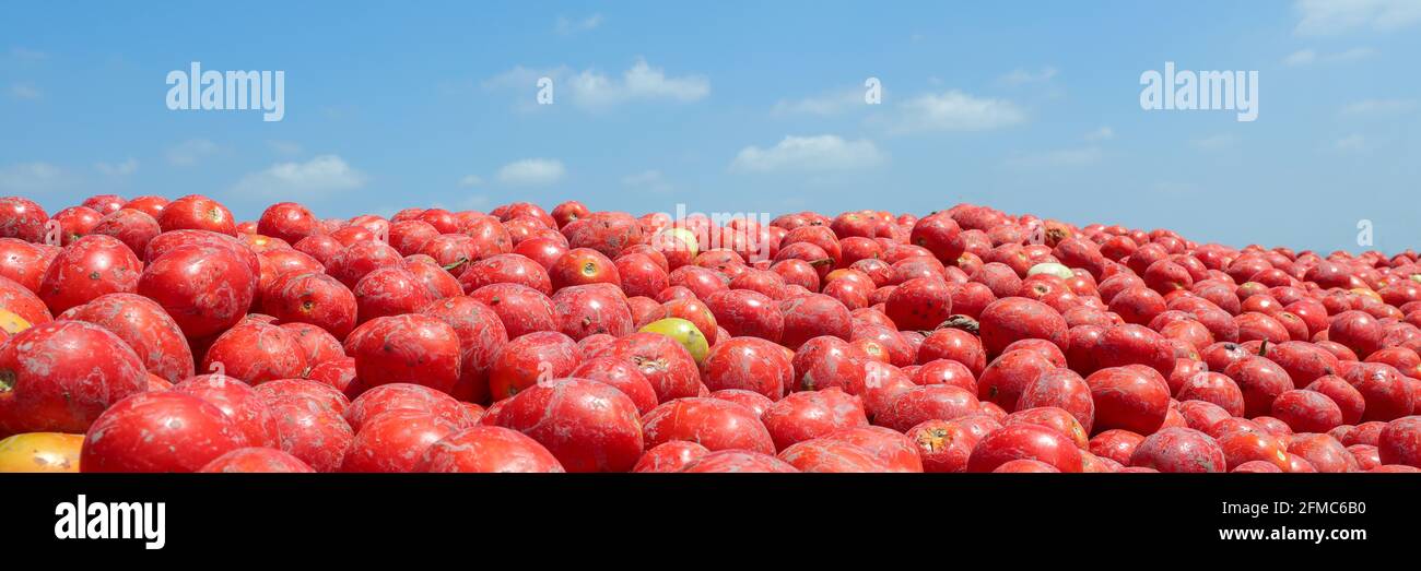 Pomodori freschi raccolti e blu cielo background.mature pomodori Foto Stock