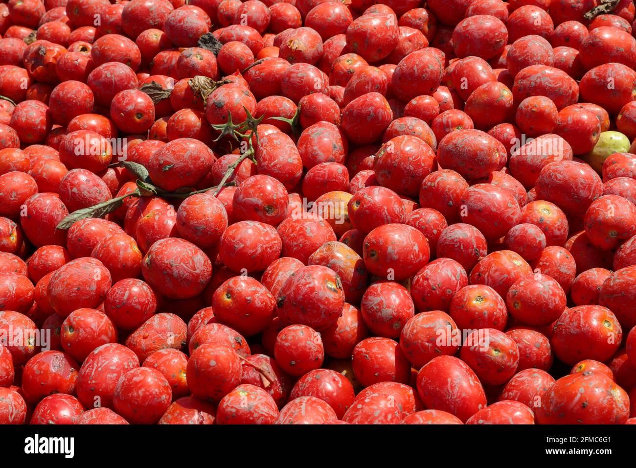Pomodori sfondo. Gruppo di pomodori freschi raccolti. Foto Stock