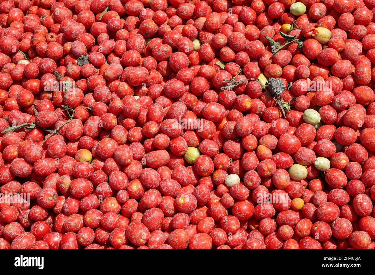 Pomodori sfondo. Gruppo di pomodori freschi raccolti. Foto Stock
