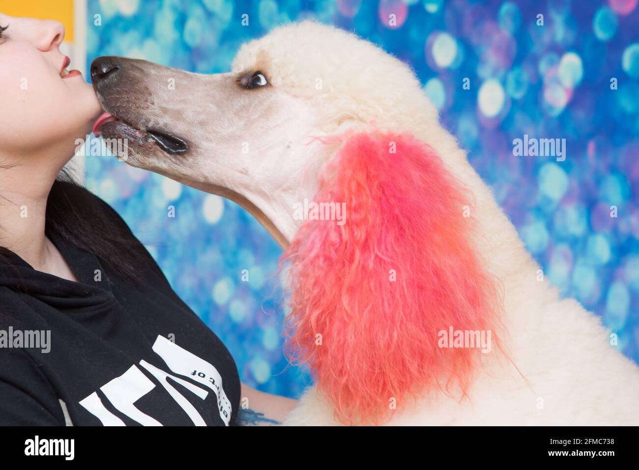 Curato bianco barboncino carino con pelliccia di ricci. Close up ritratto del muso. È più intelligente di razza del cane. Foto Stock