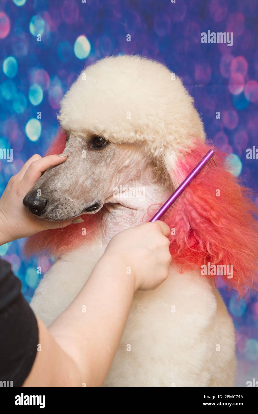Curato bianco barboncino carino con pelliccia di ricci. Close up ritratto del muso. È più intelligente di razza del cane. Foto Stock