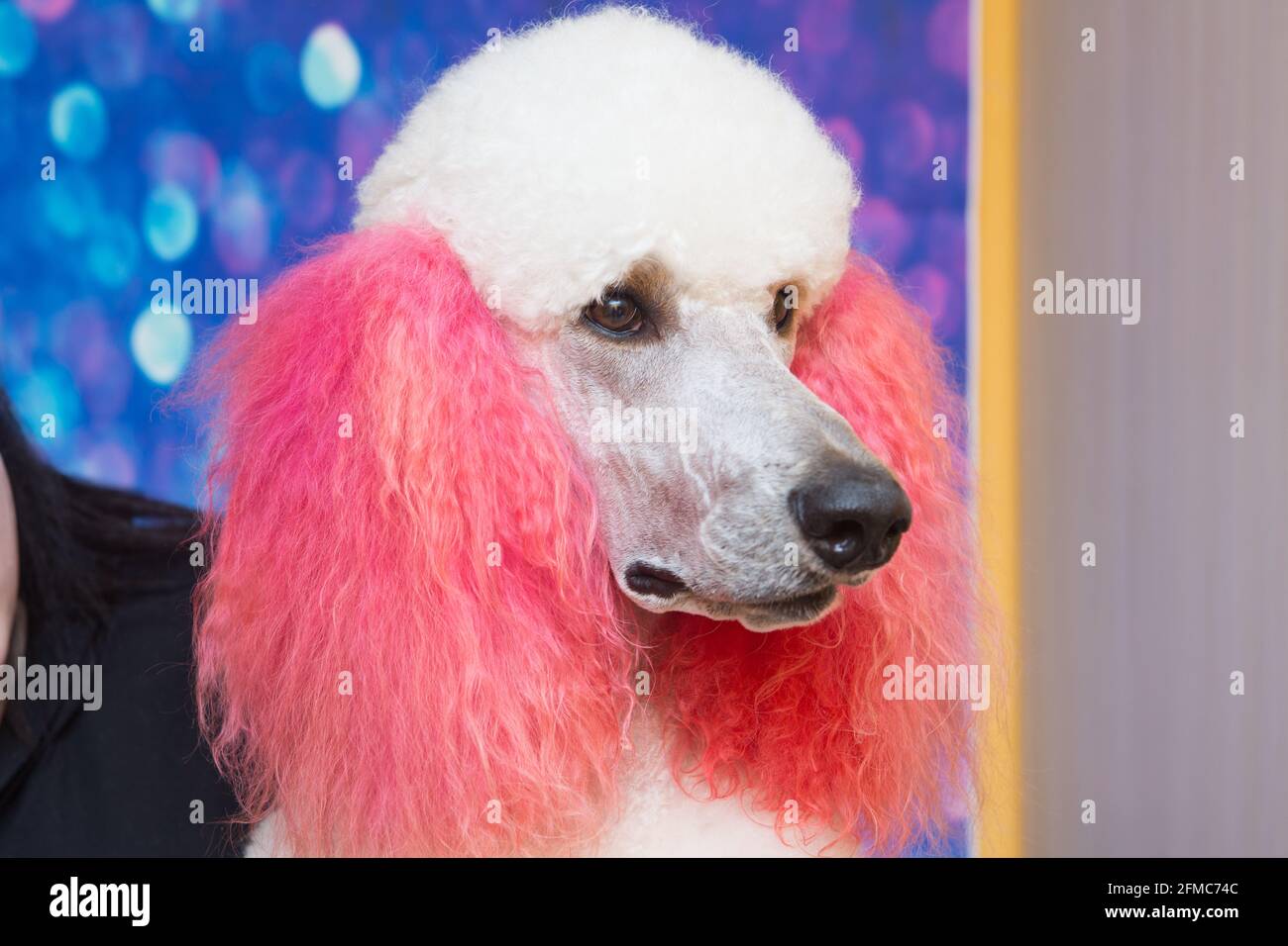 Curato bianco barboncino carino con pelliccia di ricci. Close up ritratto del muso. È più intelligente di razza del cane. Foto Stock