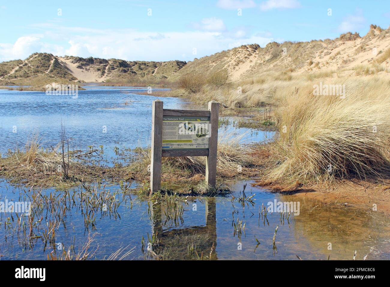 Il Devil's Hole, un grande slack di dune con natterjack Toads di allevamento in Ravenmeols Sandhills Riserva Naturale locale, Formby, Sefton Coast, Regno Unito Foto Stock