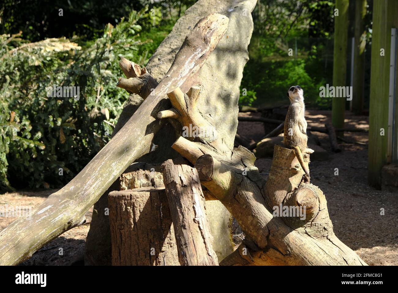 Bristol, UK- Aprile 2021: Un meerkat si alza alla ricerca di predatori, in un recinto Zoo di Bristol Foto Stock