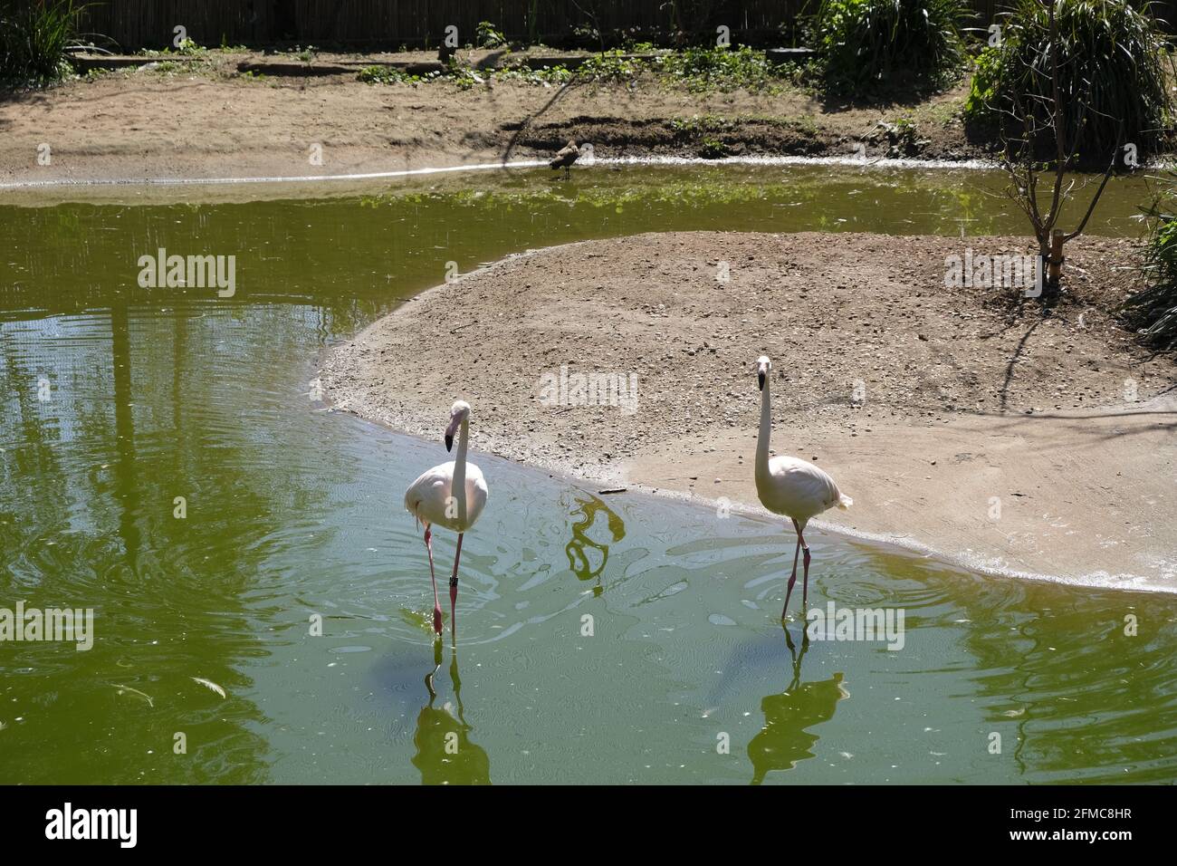 Bristol, UK- Aprile 2021: Un paio di fenicotteri (Fenicotterus roseus) in un recinto Zoo di Bristol in Inghilterra Foto Stock