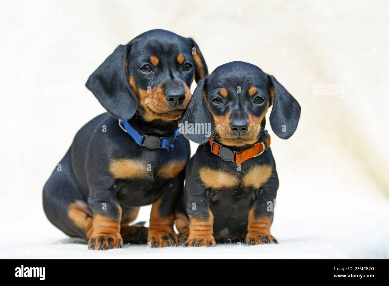 Dachshund cuccioli in miniatura capelli corti nero e marrone chiaro. Foto Stock