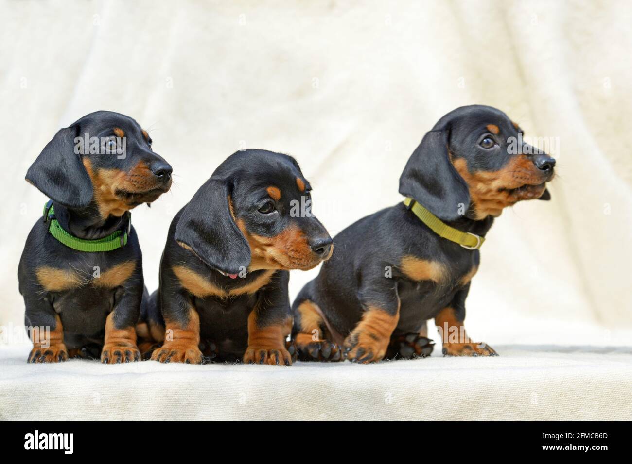 Dachshund cuccioli in miniatura capelli corti nero e marrone chiaro. Foto Stock