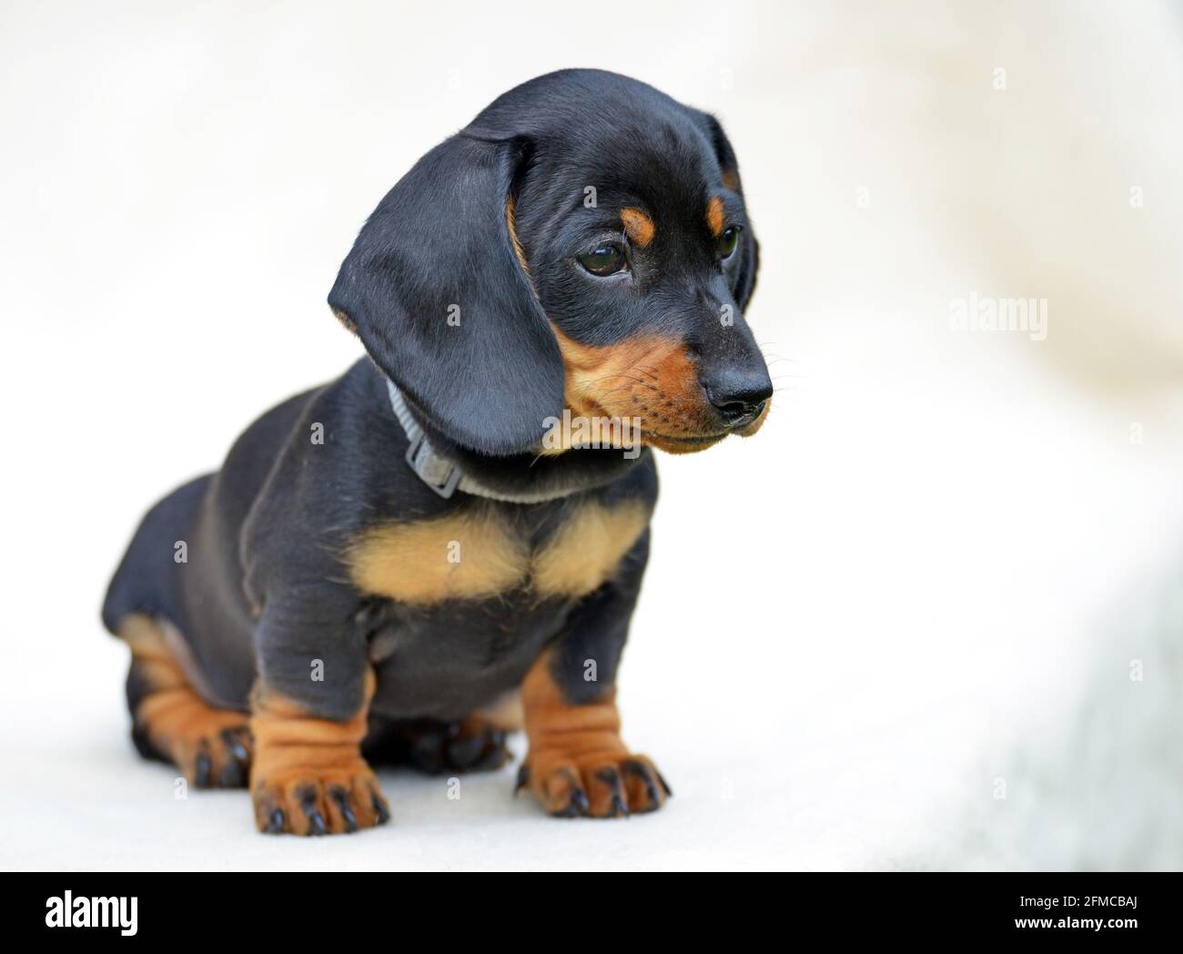 Dachshund in miniatura cucciolo capelli corti nero e marrone chiaro. Foto Stock